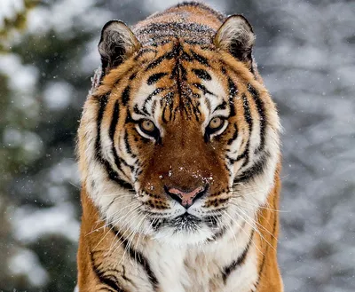 В Приморье рассказали, сколько в России тигров и как их различать - РИА  Новости, 25.10.2020