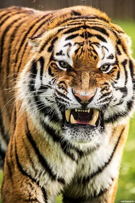 В китайской провинции Хэйлунцзян все чаще замечают тигров из соседней  Амурской области РФ - Российская газета
