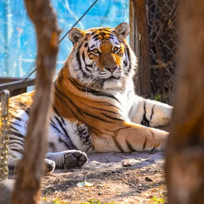 Популяция тигров переживает возрождение | ShareAmerica