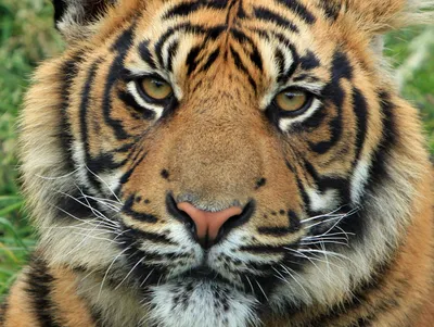 Тигры скоро вновь появятся на реке Или и в Прибалхашье - 27.05.2019,  Sputnik Казахстан