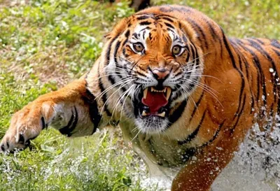 Ученые рассказали о чертах характера тигров - АЗЕРТАДЖ