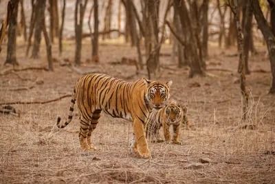 Нацпарк «Земля леопарда» стал мировым рекордсменом по числу амурских тигров