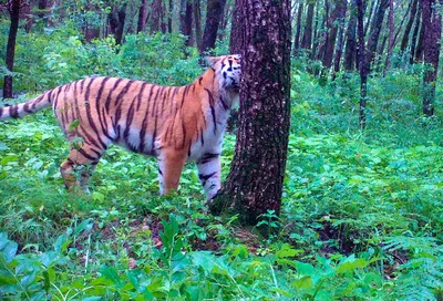 За десять лет популяция амурских тигров в России выросла на 50%» | Статьи |  Известия