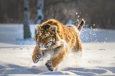 Тигров, которые заходят в населенные пункты, отловят в Хабаровском крае -  AmurMedia.ru