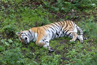 Фотоловушки рассказали о сложных семейных отношениях амурских тигров -  Новости РГО