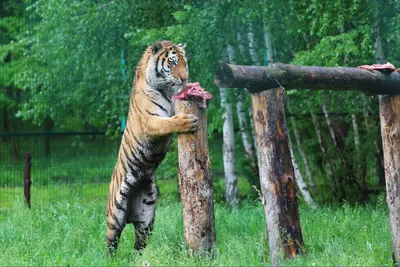 Опасных охотников на тигров обезвредили в Приморье | ОБЩЕСТВО | АиФ  Владивосток