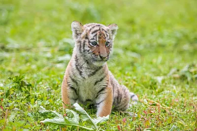 Амурских тигров в Приморье становится все больше
