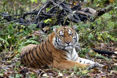 В Воронежский зоопарк передадут пару амурских тигров — Интернет-канал «TV  Губерния»