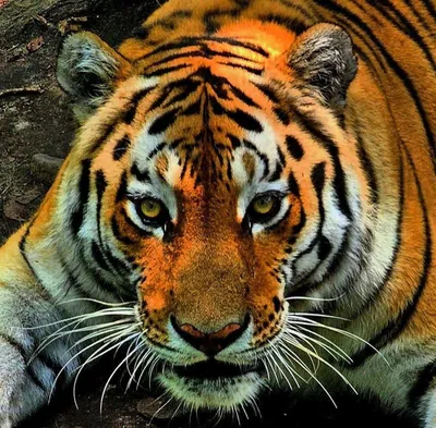 Феномен «четырех азиатских тигров» | Александр Снитовский | Дзен