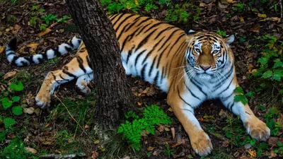 В зоопарке Белгорода рассказали о особенности кормления тигров | Пикабу