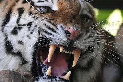 Тигр ухватил за ногу вальщика леса и едва не утащил в лес. Хищника отогнали  бензопилой ▸ Amur.Life