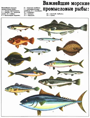 Важнейшие морские промысловые рыбы (ДЭ-3, Т. 4). | Рыбалка, Рыба, Домашнее  животное