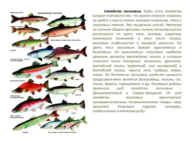 Промысловые рыбы СССР и их охрана