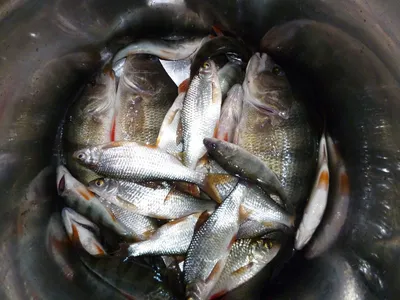 Ученые ВНИРО провели исследования промысловых видов рыб в Веселовском  водохранилище