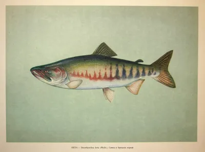 Атлантическая треска — важнейший и очень ценный вид промысловых рыб —  Искусство жить (Тома) — NewsLand