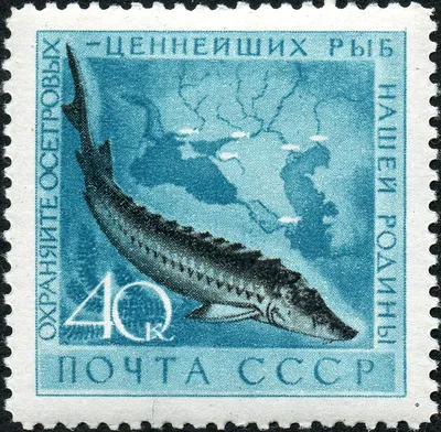 Рыбный день в СССР — благодать и страшный сон одновременно | Кто последний  в очереди? | Дзен
