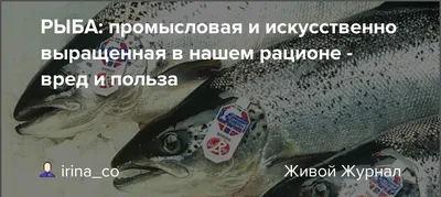 Установлены объемы вылова основных промысловых рыб Чудского, Теплого и  Псковского озер на 2012 год - Delfi RUS