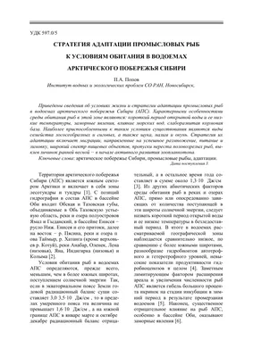 Почему в СССР сига можно было ловить, а сейчас разрешено только по  лицензии? | Рыбалка 63 | Дзен