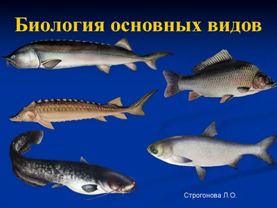 Стратегия адаптации промысловых рыб к условиям обитания в водоемах  арктического побережья Сибири – тема научной статьи по биологическим наукам  читайте бесплатно текст научно-исследовательской работы в электронной  библиотеке КиберЛенинка