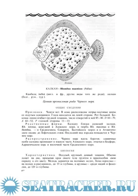 Речная промысловая рыба - картинки и фото poknok.art