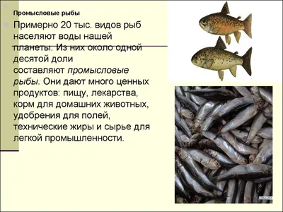 Краткий обзор российского рыбопромышленного комплекса - FIRA.RU