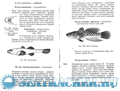 Виды промысловых рыб в Азовском море могут измениться - Наука - Новости  Кубань-информ