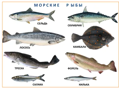 Атлас-определитель основных промысловых рыб Баренцова моря Долгов А.В.