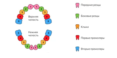 Что делать когда режутся зубы у детей? ▶️Eurodent.kz