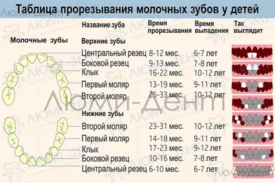 Сроки прорезывания зубов у детей — «Дента» стоматологическая клиника