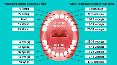 Как облегчить прорезывание зубов ребенку?