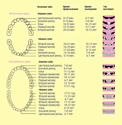 Прорезывание молочных зубов у ребенка: что нужно знать родителям?
