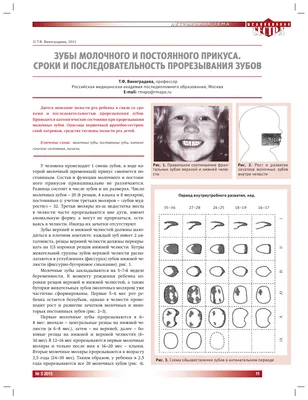 Прорезывание молочных и постоянных зубов – Dentistree