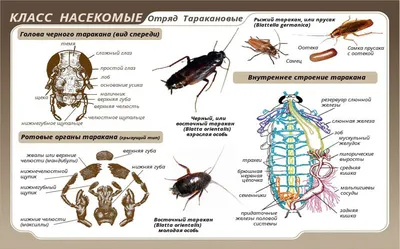 Як виглядають маленькі таргани - Інтернет магазин професійних засобів  Muhoboika