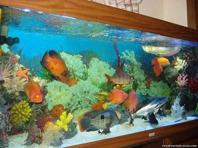 Морской аквариум под ключ 750 литров - YouTube
