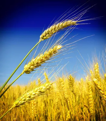 Фото пшеница и небо 71 фото