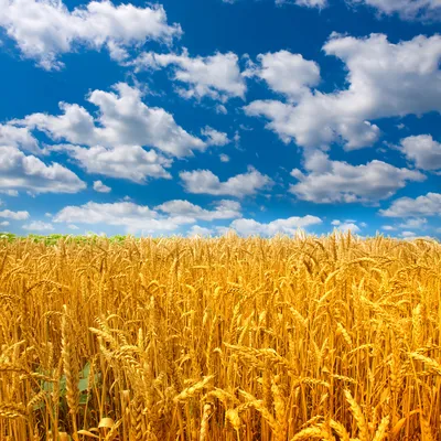 поле пшеницы в яркий солнечный день, голубое небо и барашки облака Stock  Photo | Adobe Stock