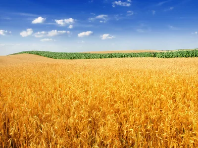 Скачать обои пшеница, поле, небо, облака, макро, колос, раздел природа в  разрешении 5000x3000
