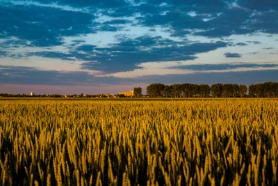 Поле пшеницы и голубое небо (45 фото) - 45 фото