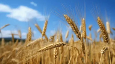 Пшеница и небо стоковое фото ©jeka2009 41523233