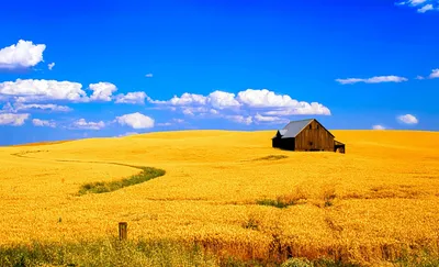Золотое поле пшеницы, голубое небо …» — создано в Шедевруме