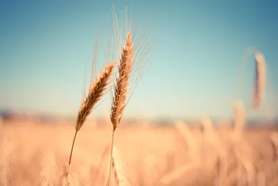 Premium Photo | Field of golden wheat at blue sky background with white  clouds. agriculture and farming concept, copy space, vertical orientation