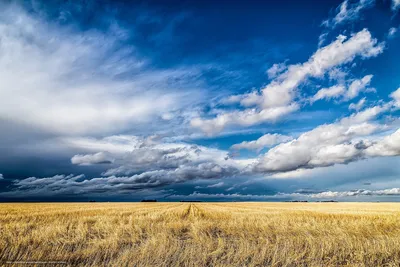 Поле пшеницы и голубое небо Стоковое Изображение - изображение  насчитывающей конец, день: 10358249
