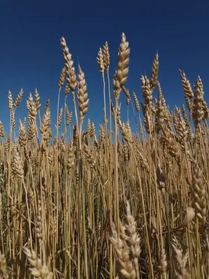 Колос пшеницы, поле и грозовое небо…» — создано в Шедевруме