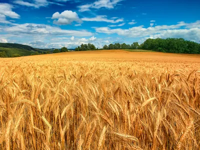 Обои пшеница, поле, природа, небо, wheat, field, nature, sky, 4k, Природа  #15454