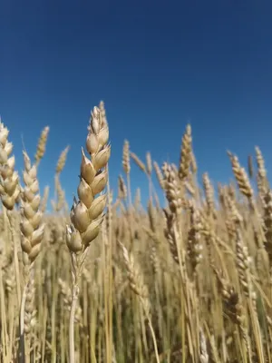 Пшеница под синим небом — Фото №29383