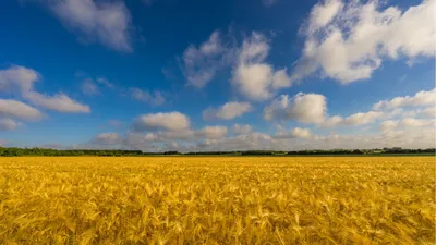 NikoLike - Поле пшеницы! #поле #пшеница #небо #природа | Facebook
