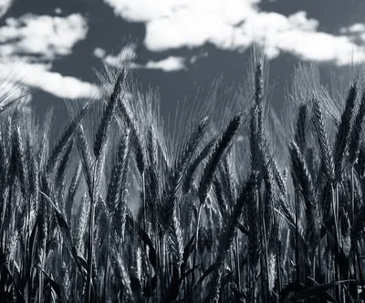 Золотая Пшеница И Голубое Небо. Стоковые Фотографии | FreeImages