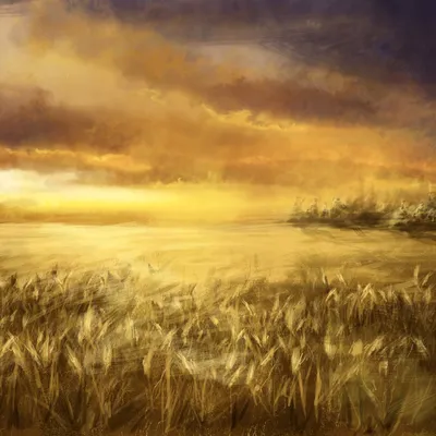 Картинка на рабочий стол небо, пшеница, лес, облака, Поле, колосья, деревья  1280 x 960
