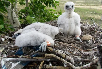 Биолог рассказал, почему нельзя брать на руки птенцов, выпавших из гнезда |  Телеканал Санкт-Петербург