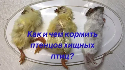 Птенцы на природных территориях в Москве начали покидать гнезда - РИА  Новости, 14.06.2023